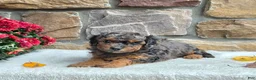Cavapoo dogs for sale: Birdie - Ad 5