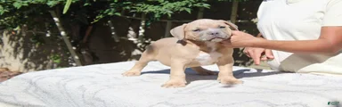 American Bully 4