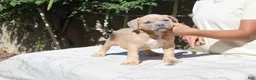 American Bully dogs for sale: American Bully 4 - Ad 1