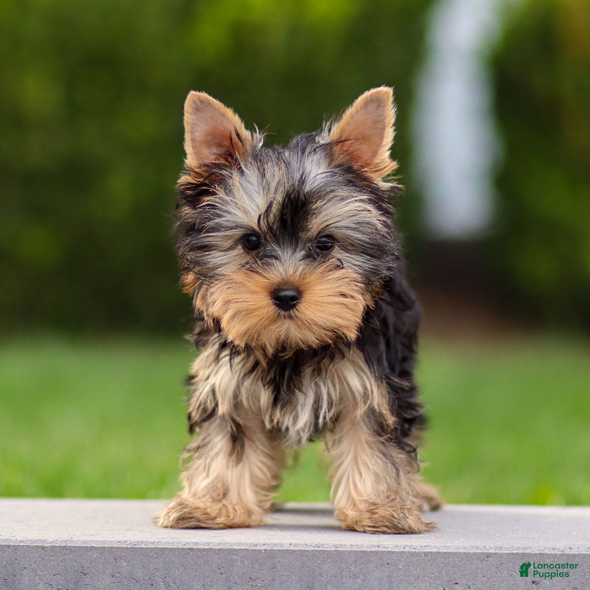Yorkshire Terrier Puppies for sale in Lincoln University