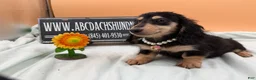 Miniature Dachshund dogs for sale: Carrie’s chocolate  will be 6 lbs- Sale - Ad 2