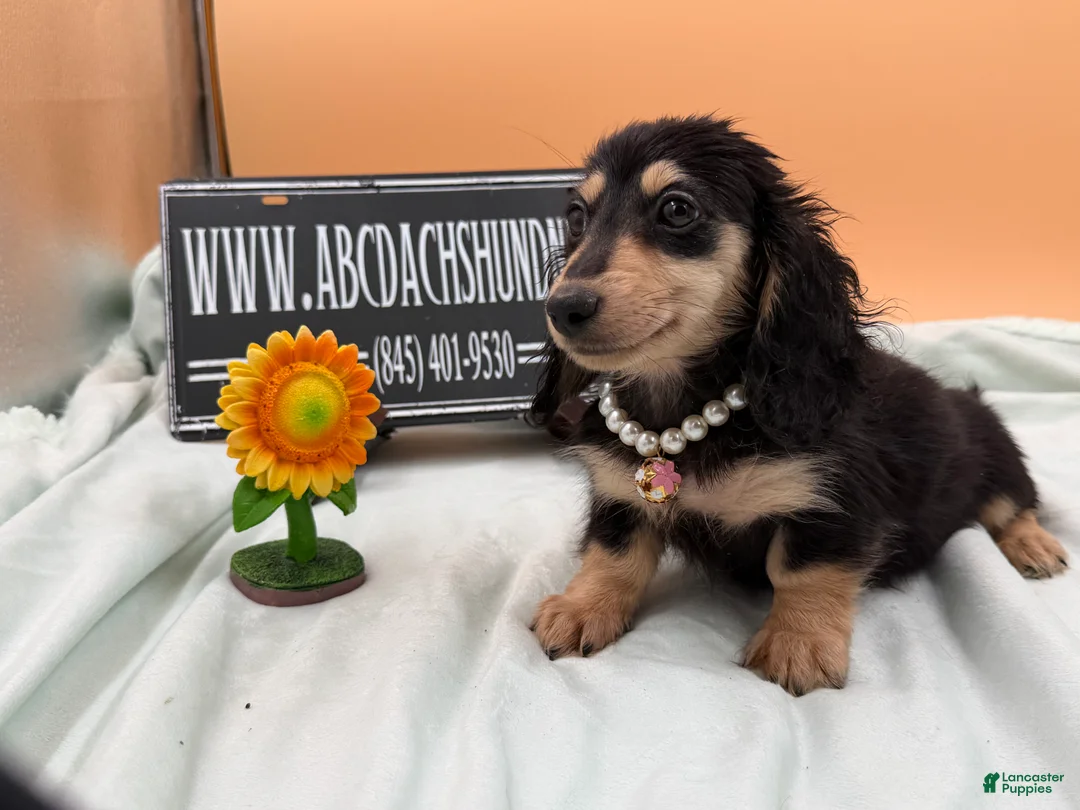 Miniature Dachshund dogs for sale: Carrie’s chocolate  will be 6 lbs- Sale - Ad 2