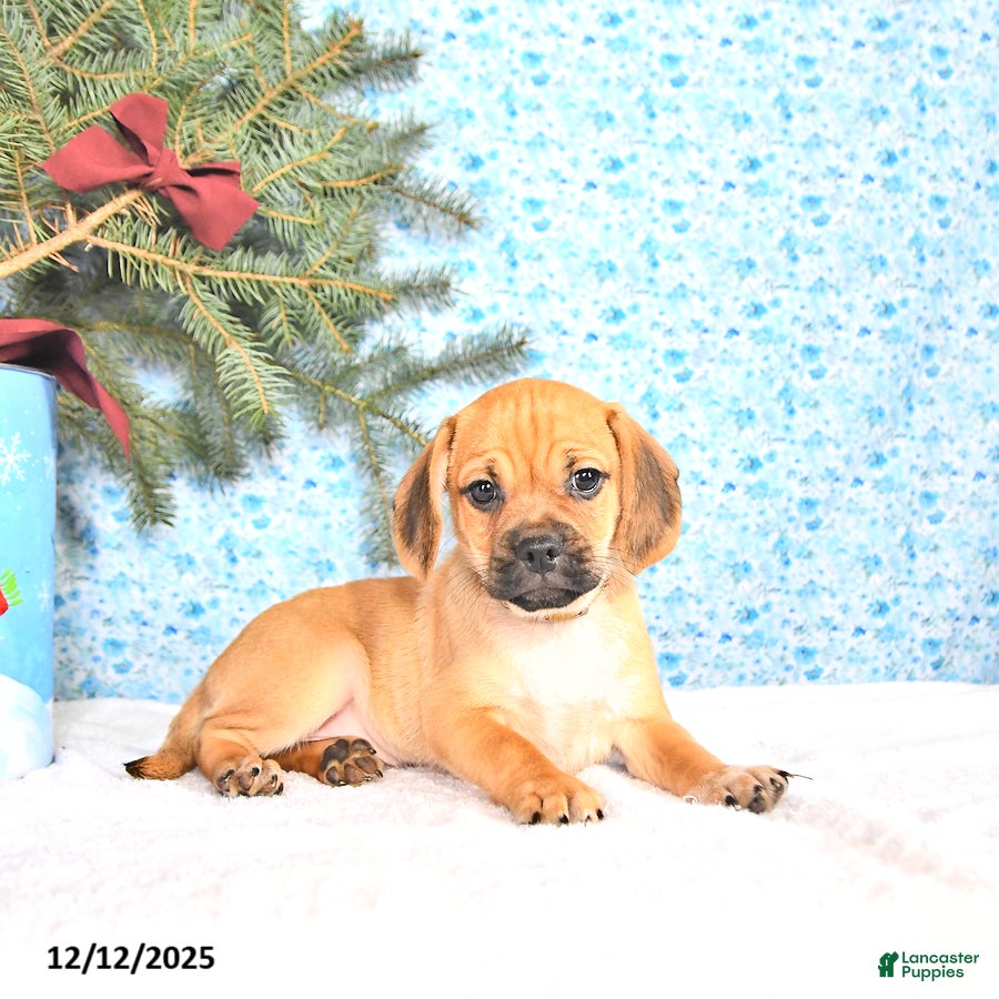 Puggle dogs Jojo - Ad 3