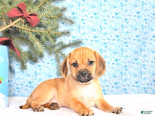 Puggle dogs Jojo - Ad 40