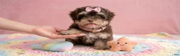 Maltipoo dogs for sale: BABY - Ad 4