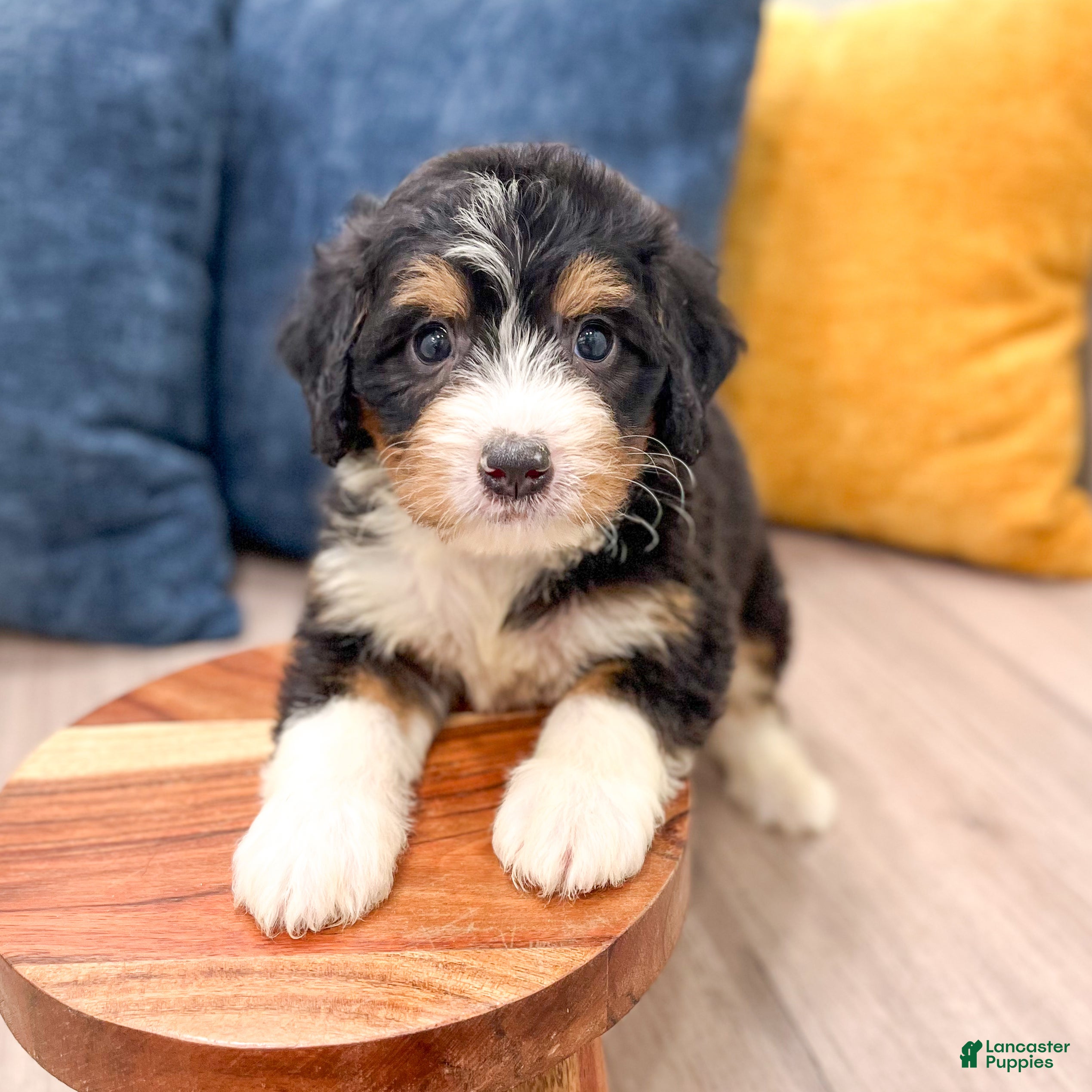 Mini Bernedoodle dogs for sale: Abby - Ad 3