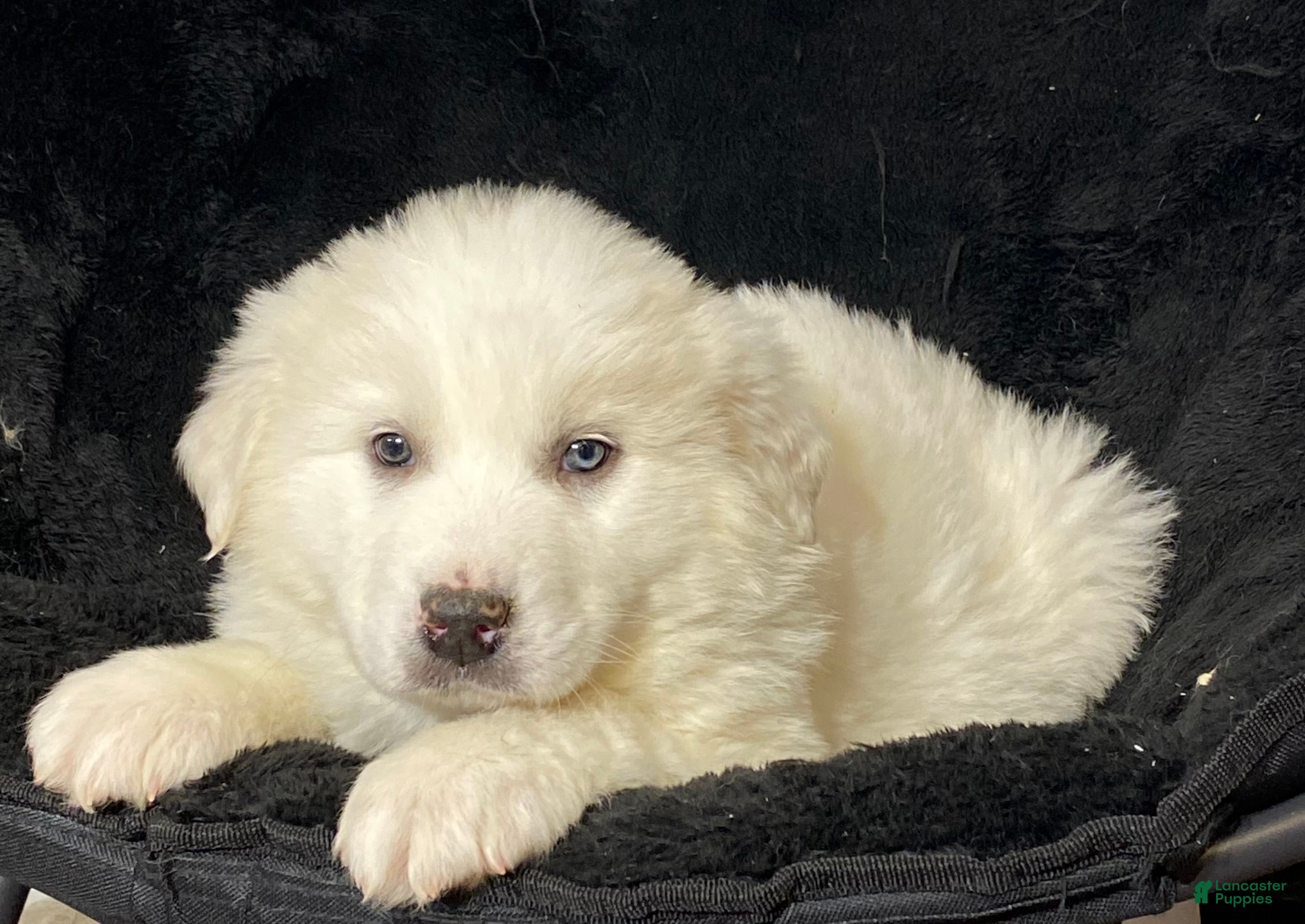 Great Pyrenees dogs Gloria - Ad 36