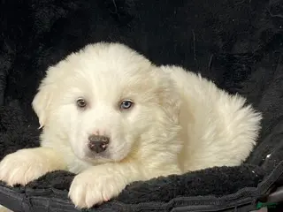 Great Pyrenees dogs Gloria - Ad 40