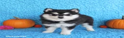 Pomsky dogs for sale: Wren - Ad 1