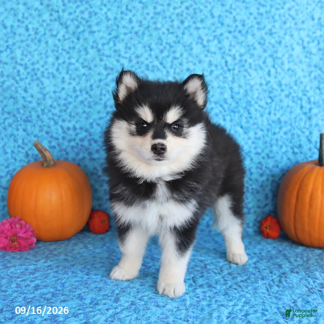 Pomsky dogs for sale: Wren - Ad 1