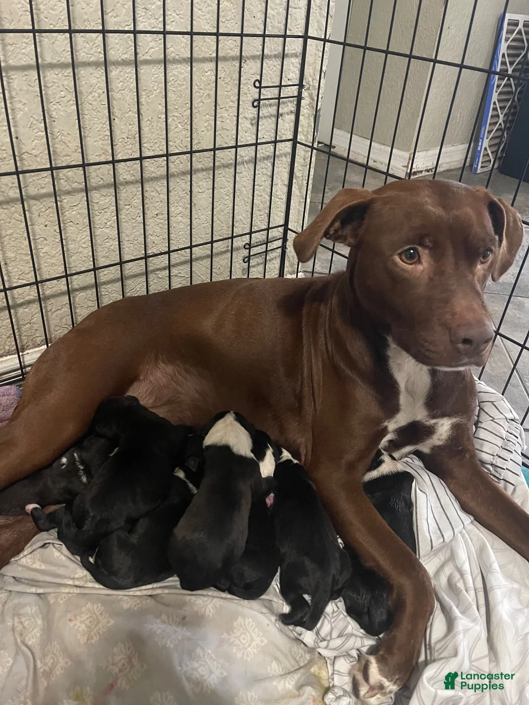 Mixed Breed dogs for sale: Mixed Breed 7 - Ad 2