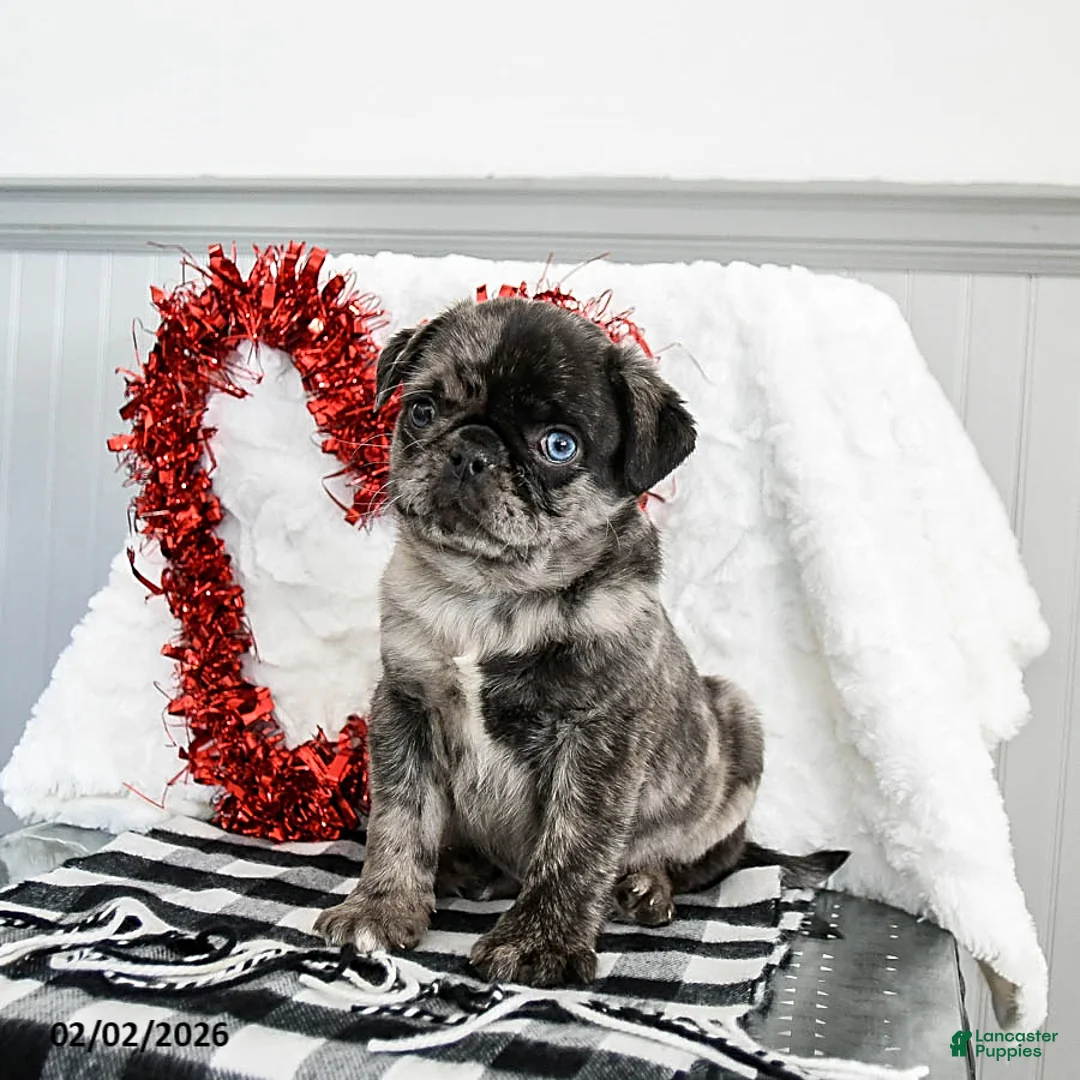 Pug dogs for sale: Snickers - Ad 3