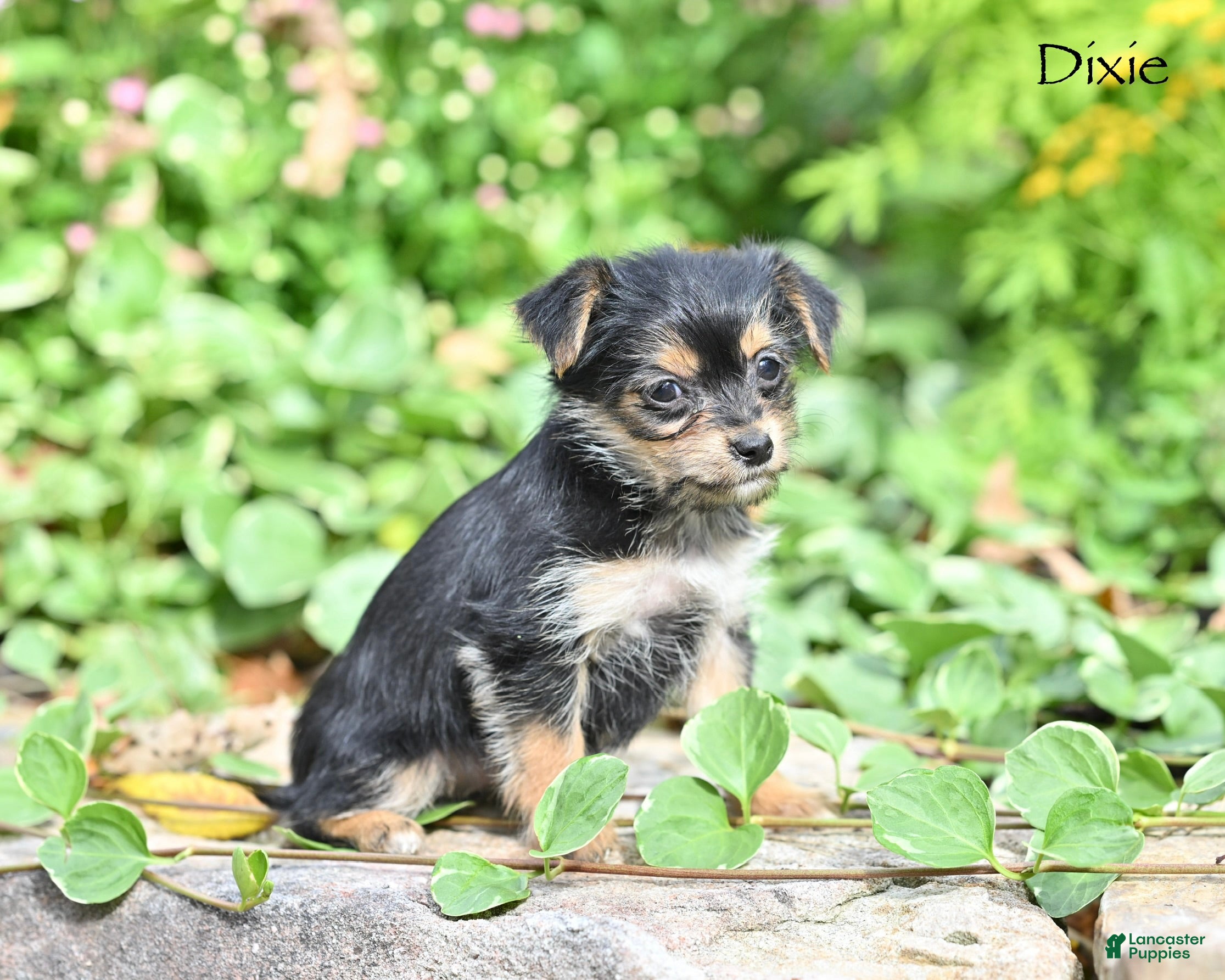 Morkie dogs Dixie - Ad 2