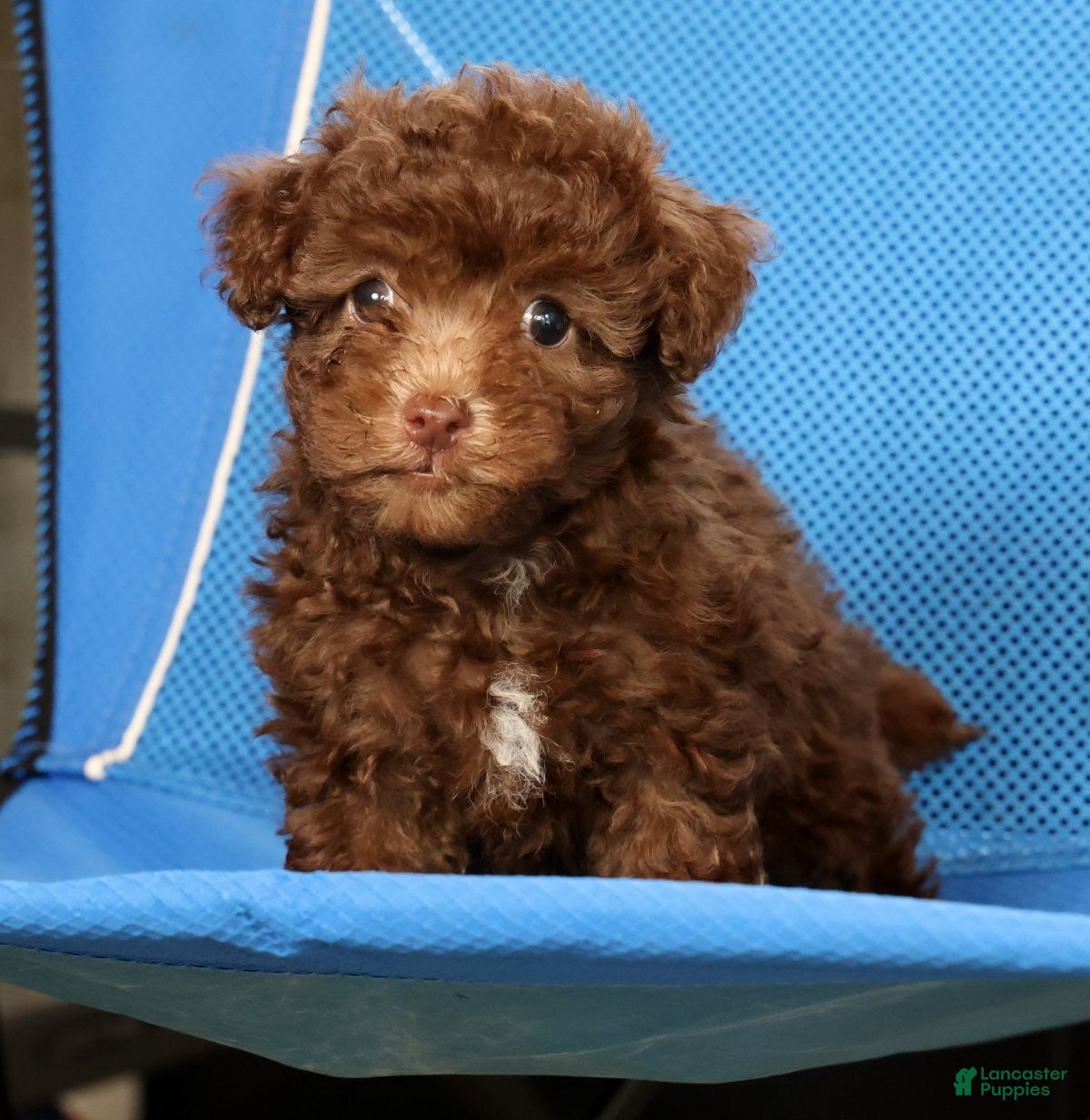 Havapoo dogs Dixie - Ad 1