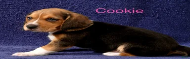 Beagle 8