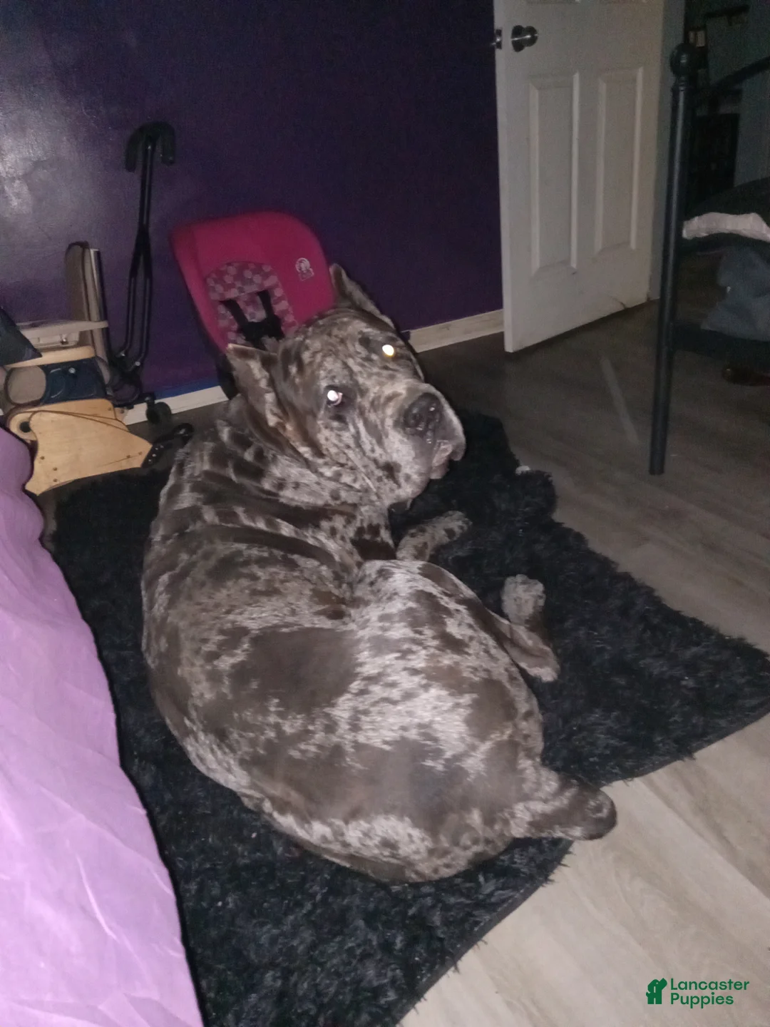 Daniff dogs for sale: LOVE-Daniff Puppy 8 - Ad 8