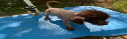 Chinese Crested dogs for sale: Chinese Crested 1 - Ad 4