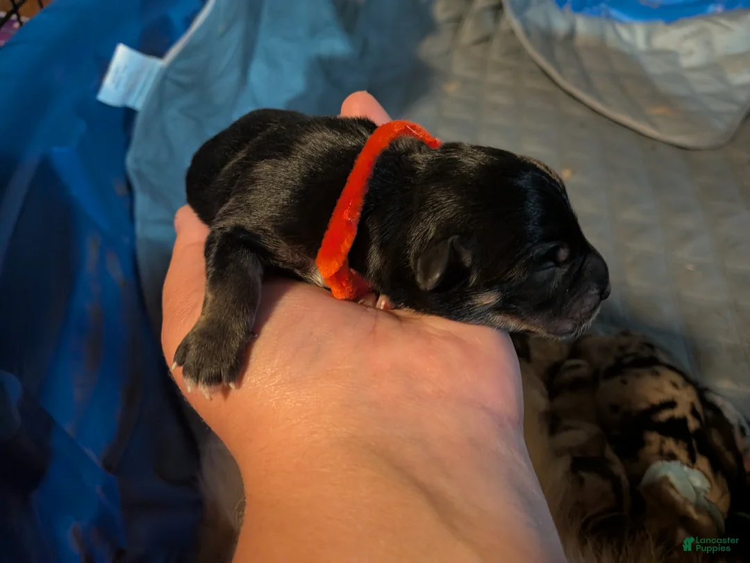 Mixed Breed dogs for sale: Red collar girl - Ad 2