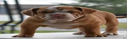 Mixed Breed dogs for sale: Hercules Bulldog hybrid  - Ad 36
