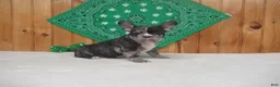 French Bulldog dogs for sale: AKC Cupid - Ad 2
