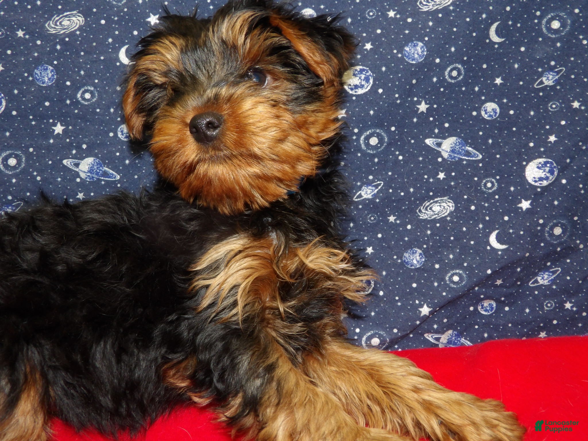 Yorkshire Terrier dogs Jacob - Ad 9