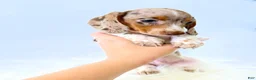 Miniature Dachshund dogs for sale: AKC Woody - Ad 2