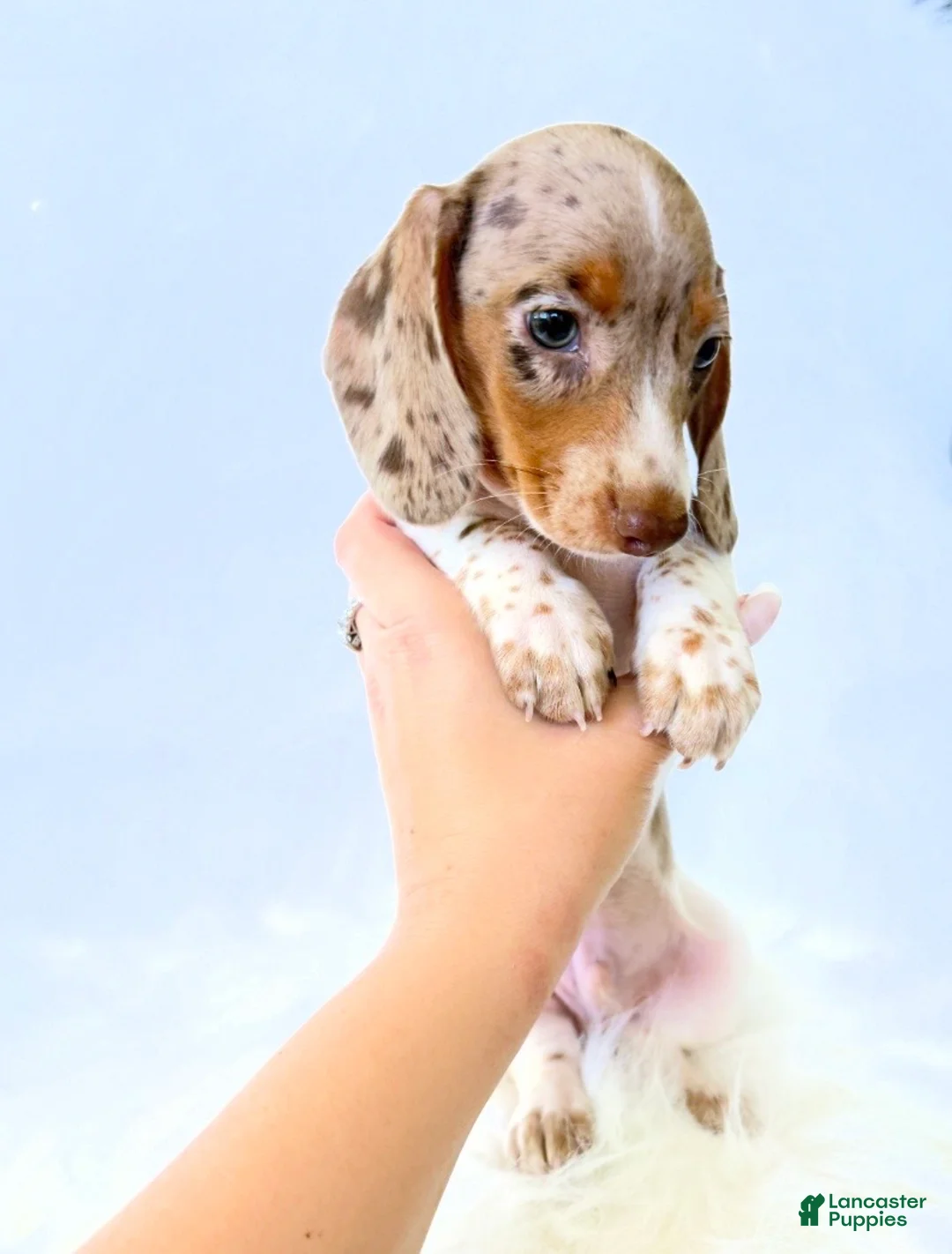 Miniature Dachshund dogs for sale: AKC Woody - Ad 2