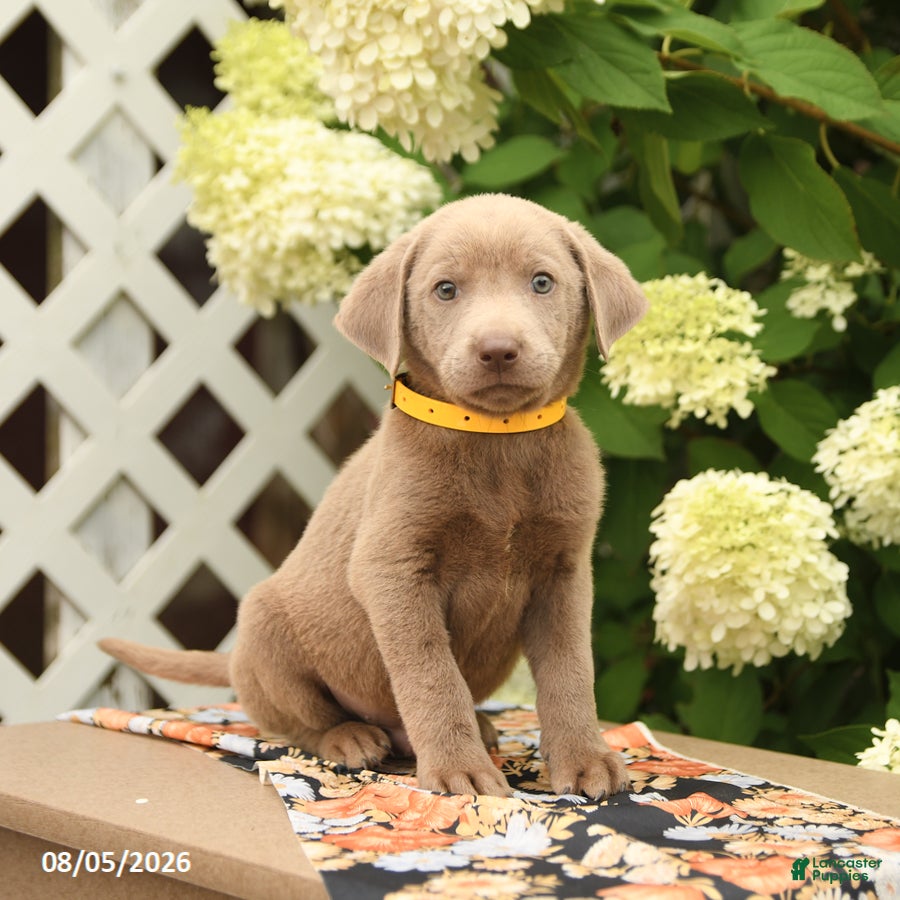 Labrador Retriever dogs Malcolm - Ad 1