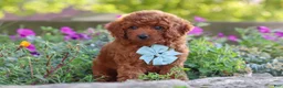 Miniature Poodle dogs for sale: Jude - Ad 7