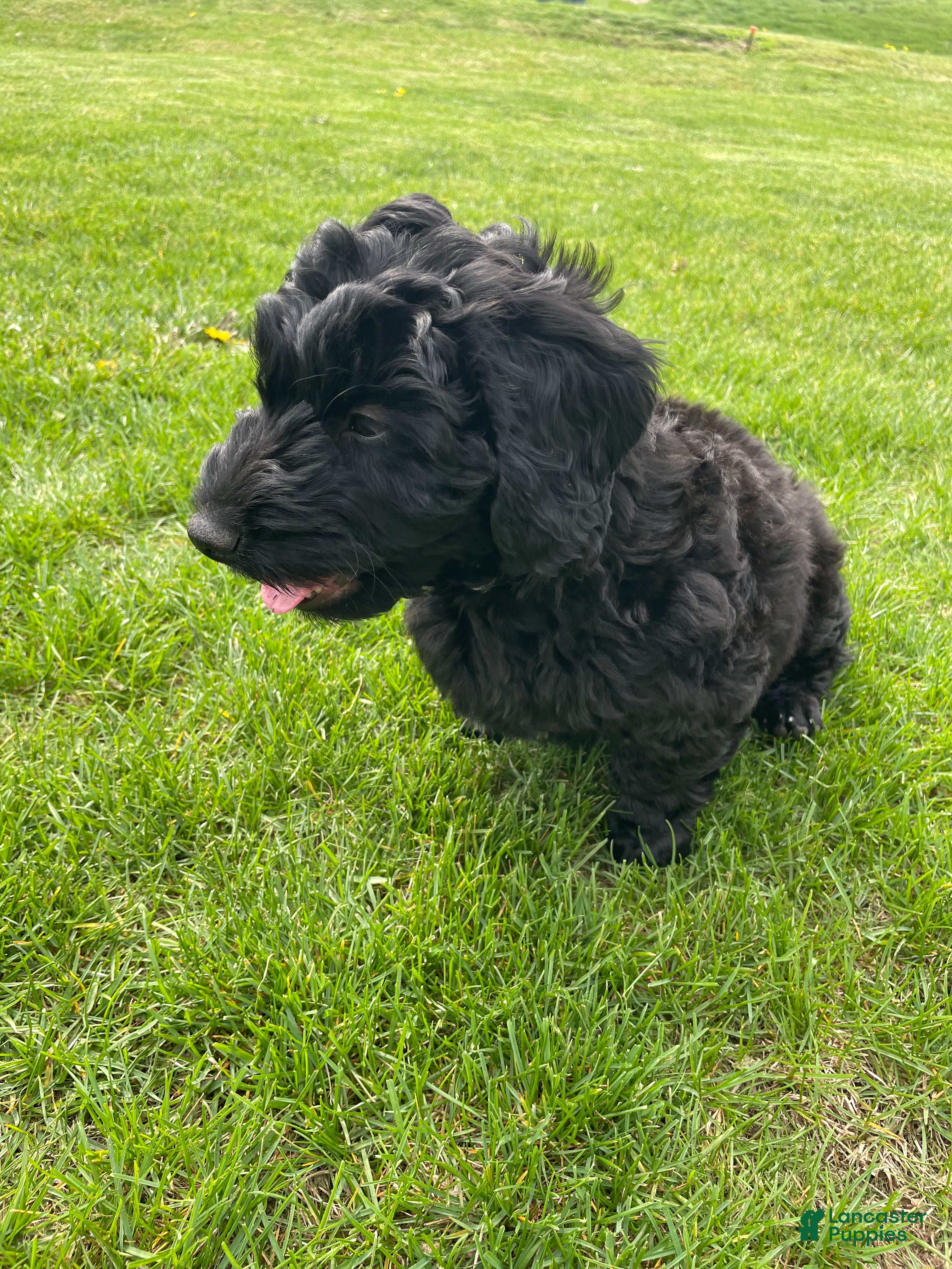 Labradoodle dogs Shadow - Ad 2