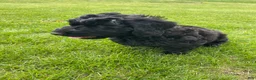 Labradoodle dogs for sale: Shadow - Ad 7