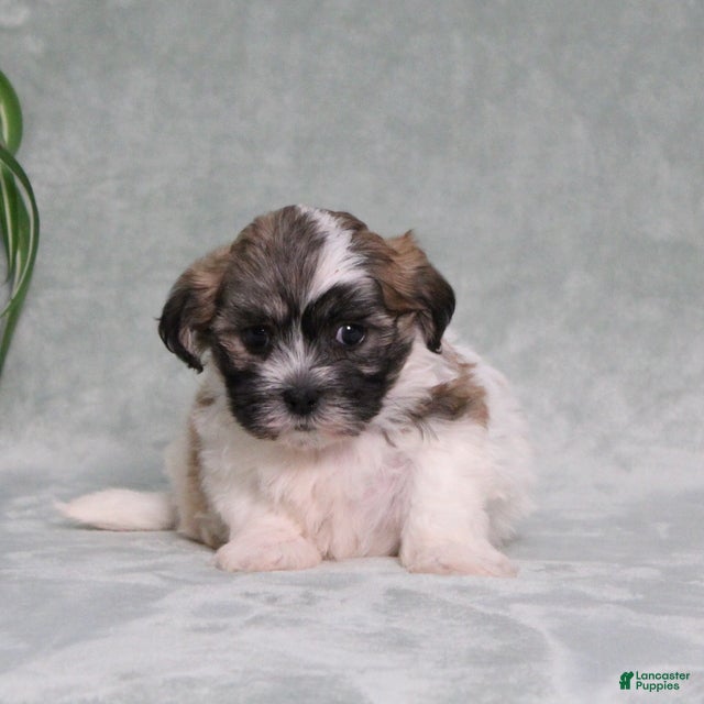 Teddy Bear dogs Decklyn - Ad 1