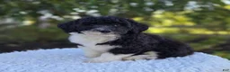 Sheepadoodle dogs for sale: Harper - Ad 5