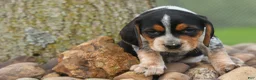 Beagle dogs for sale:  Cash🐶 - Ad 12