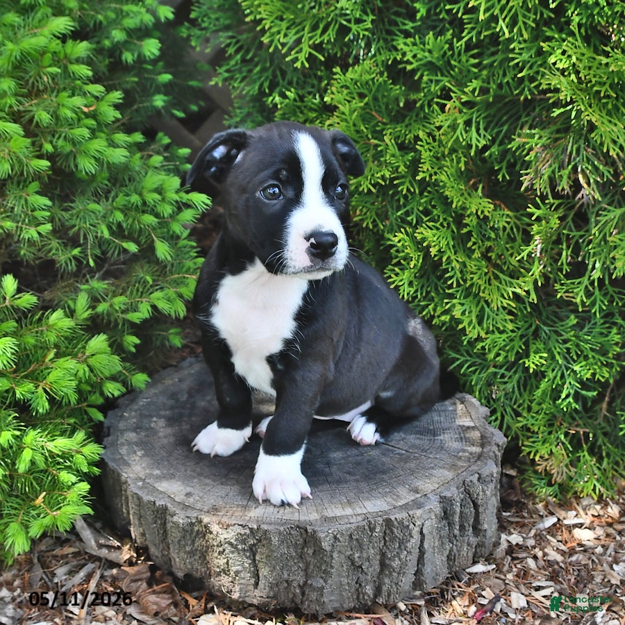 Mixed Breed dogs for sale: Jamaica - Ad 2