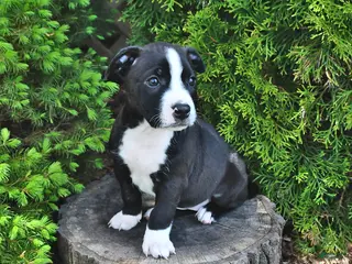 Mixed Breed dogs for sale: Jamaica - Ad 2
