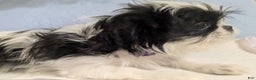 Shih Tzu dogs for sale: Shih Tzu Imperial AKC Females  - Ad 1