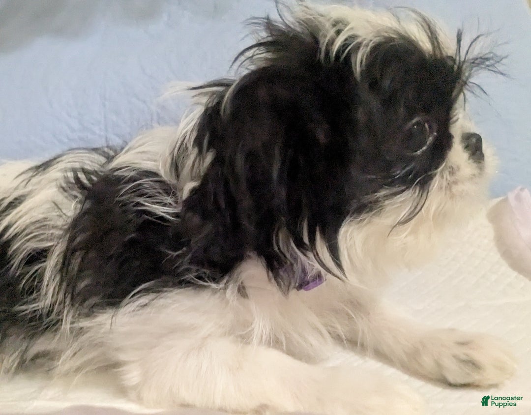 Shih Tzu dogs for sale: Shih Tzu Imperial AKC Females  - Ad 1