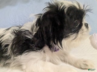 Shih Tzu dogs Shih Tzu Imperial AKC Females - Ad 10