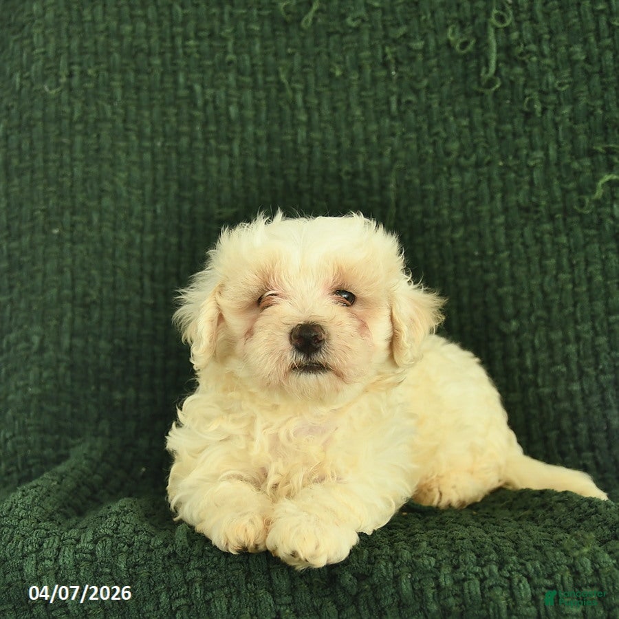 Maltipoo dogs Noble  - Ad 2