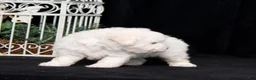 Bichon Frise dogs for sale: Elayna - Ad 4