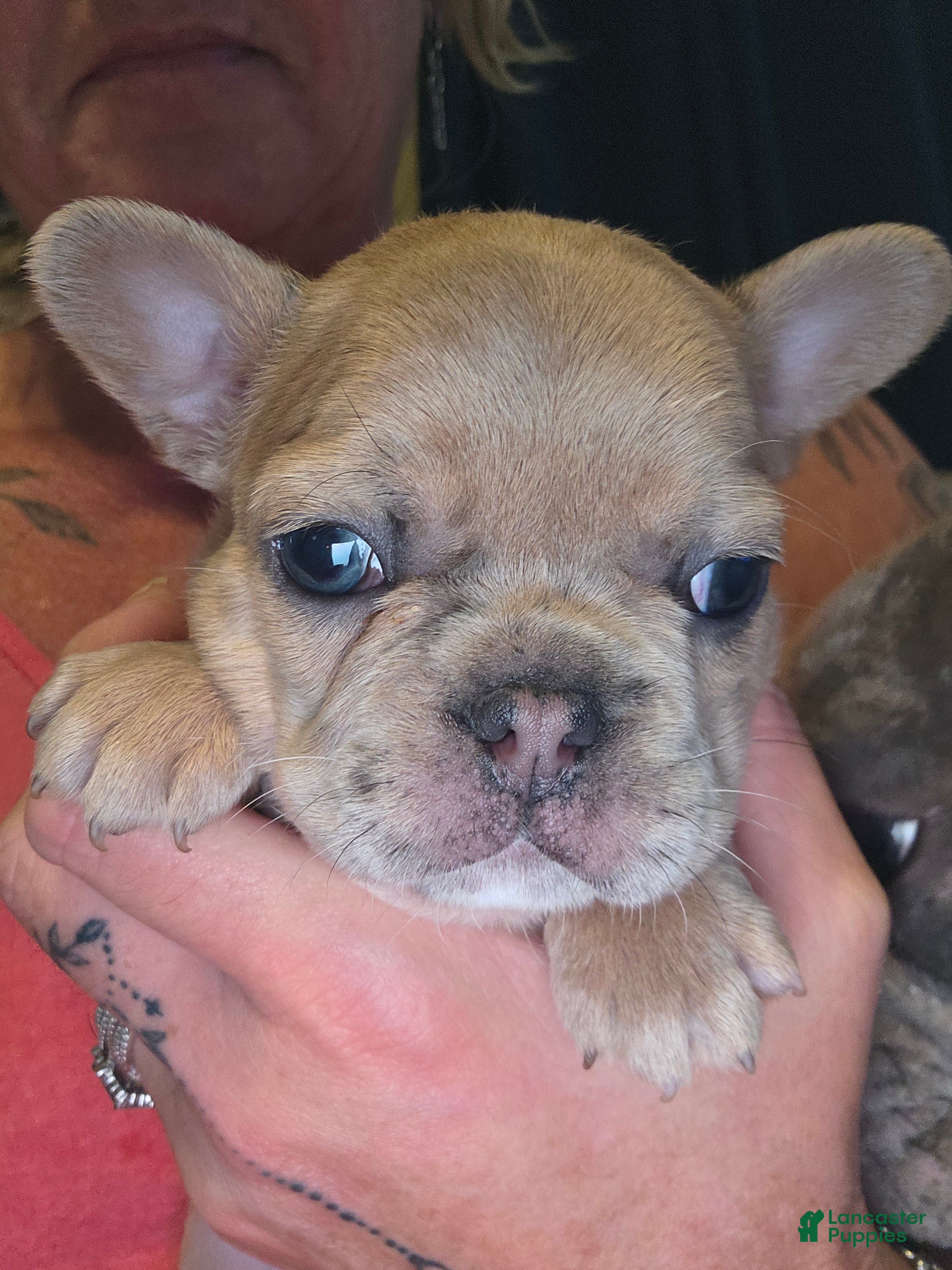 French Bulldog dogs for sale: Scrappie - Ad 2