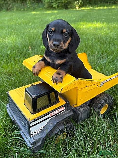 Dachshund dogs Flint - Ad 1