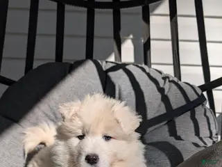 Samoyed dogs for sale: Ella - Ad 1