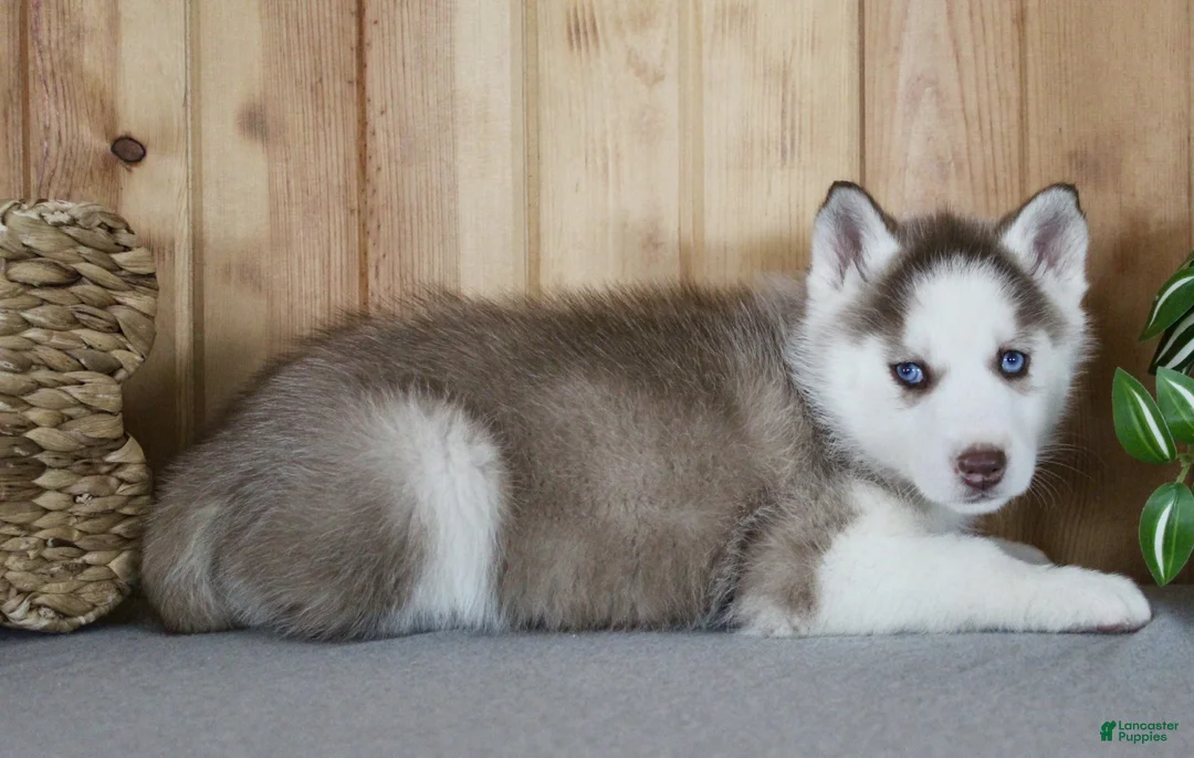 Siberian Husky dogs for sale: Kiki - Ad 7