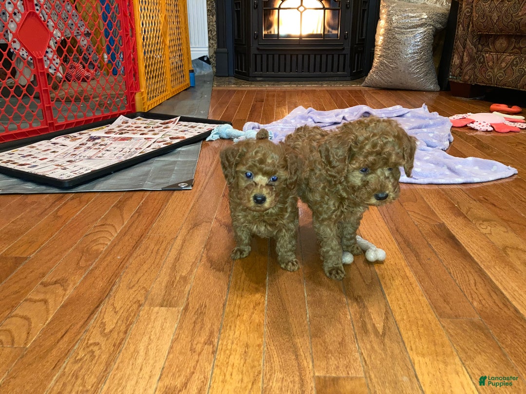 Toy Poodle dogs for sale: Miniature Poodle Puppy 5 - Ad 1
