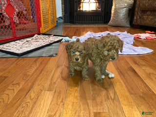 Toy Poodle dogs Miniature Poodle Puppy 5 - Ad 41