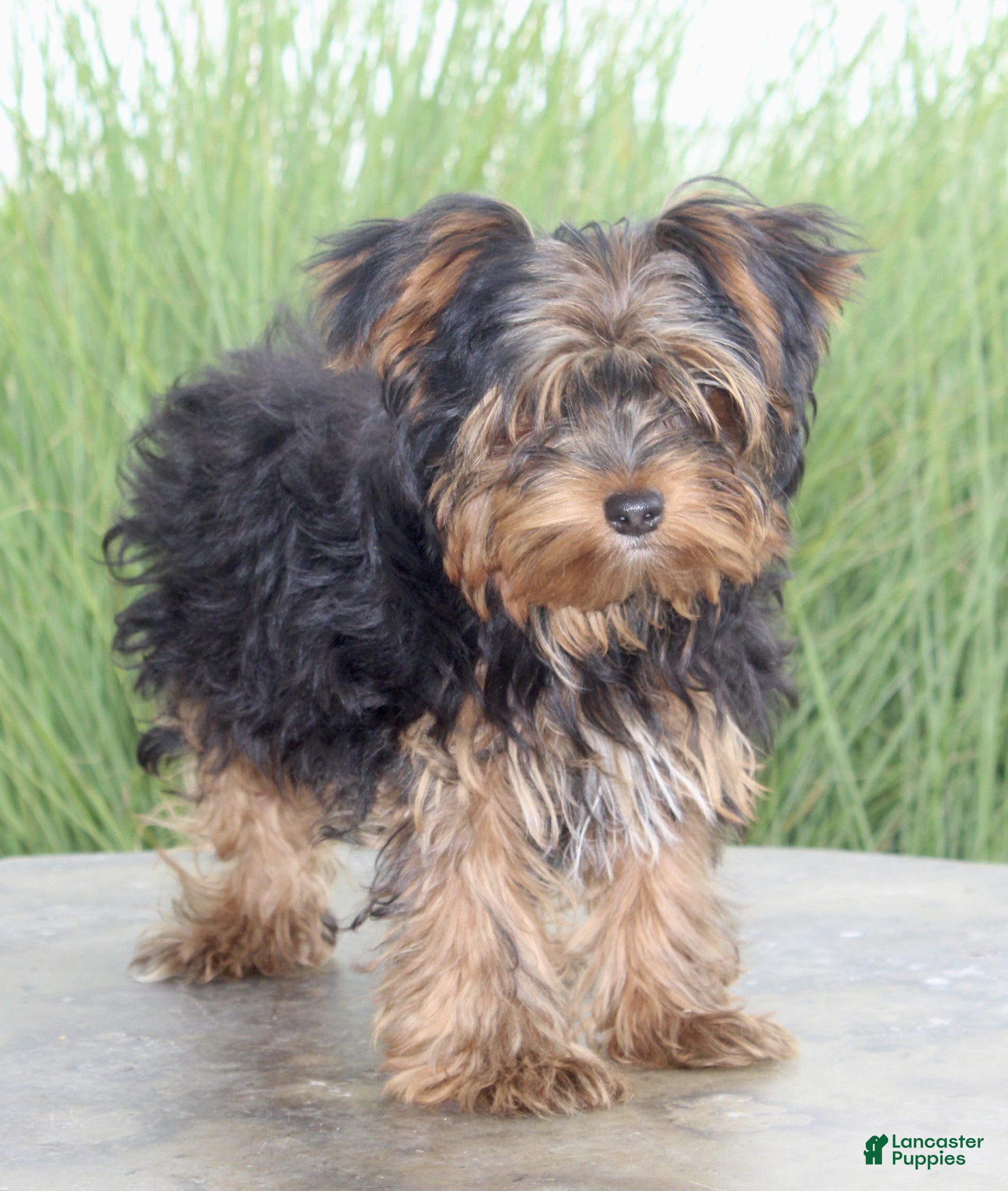 Yorkshire Terrier dogs Freddie - Ad 2