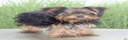 Yorkshire Terrier dogs for sale: Freddie - Ad 3