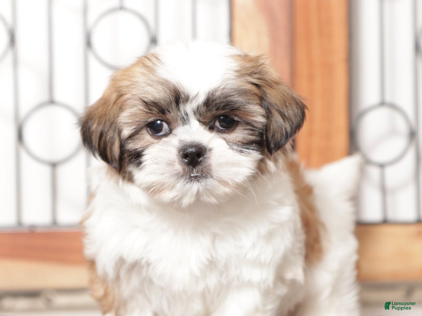 Shih Tzu dogs Linn - Ad 14